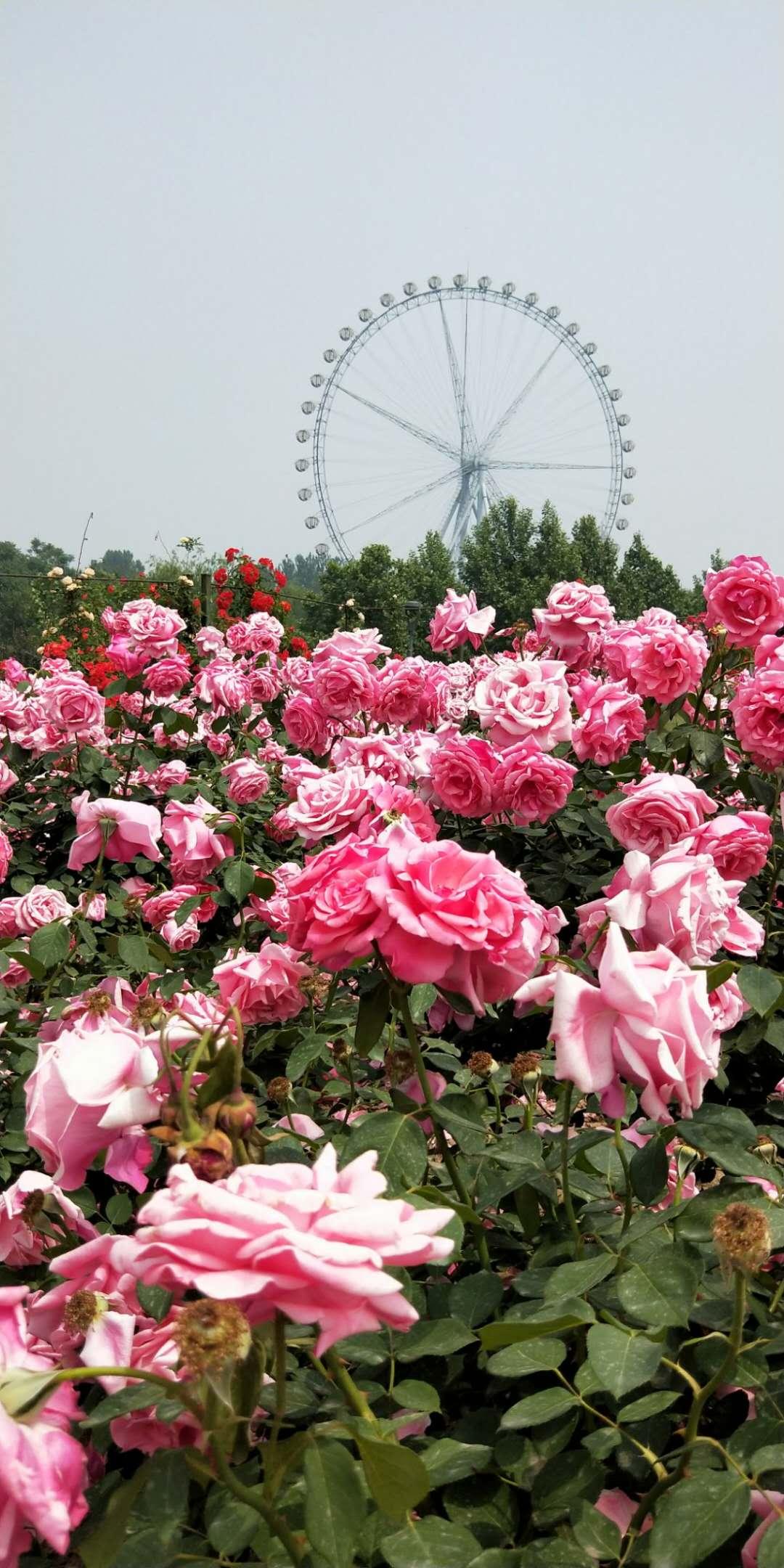 石家庄，历史与现代交融的璀璨之城